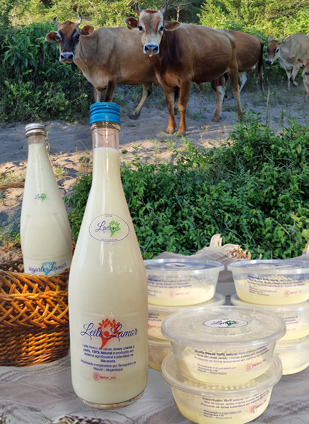 Tecnográria Dairy Delights from Mozambique